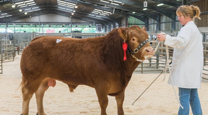 HEXHAM SHOW & SALE WEDNESDAY 16 MAY