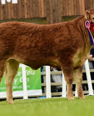 SECOND SUPREME IN A ROW FOR TRUEMAN LIMOUSINS AT 2018 BALMORAL SHOW