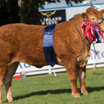 STOP PRESS : GRAHAMS NIAOMI SUPREME LIMOUSIN AT 2018 ROYAL HIGHLAND SHOW