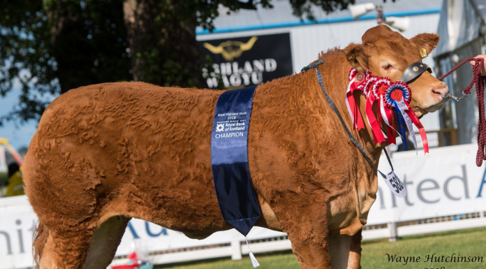 STOP PRESS : GRAHAMS NIAOMI SUPREME LIMOUSIN AT 2018 ROYAL HIGHLAND SHOW