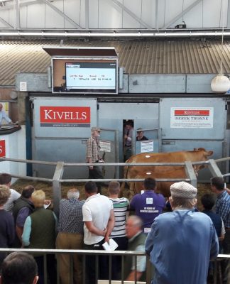 EXETER TRADE TOPS AT 2570GNS
