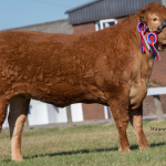 STOP PRESS: GRAHAMS MELODY CROWNED RESERVE INTERBREED CHAMPION AND OVERALL CHAMPION LIMOUSIN AT THE GREAT YORKSHIRE SHOW 2018