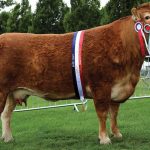 BURNBANK JENNY SUPREME CHAMPION AT LINCOLNSHIRE SHOW