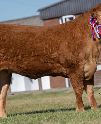 GRAHAMS MELODY CROWNED RESERVE INTERBREED CHAMPION AND OVERALL CHAMPION LIMOUSIN AT THE GREAT YORKSHIRE SHOW 2018