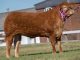 GRAHAMS MELODY CROWNED RESERVE INTERBREED CHAMPION AND OVERALL CHAMPION LIMOUSIN AT THE GREAT YORKSHIRE SHOW 2018