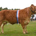 MAYFIELDS HOTSTUFF ON FIRE AT HOPE SHOW