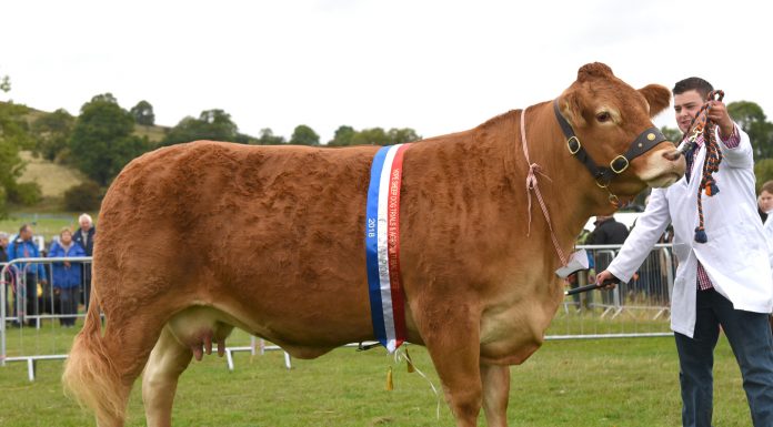 MAYFIELDS HOTSTUFF ON FIRE AT HOPE SHOW