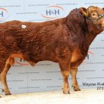 Loosebeare Handsome – 10,000gns