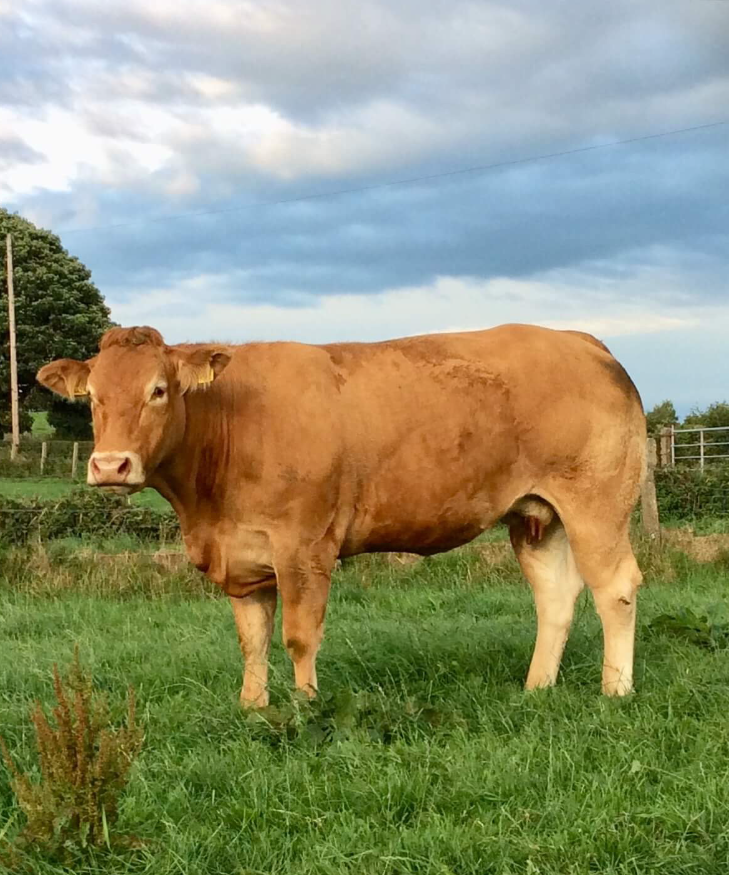 TRUEMAN HERD SECURE TOP PRICES AT LIMOUSIN FEMALE SALE AT HILLTOWN ...