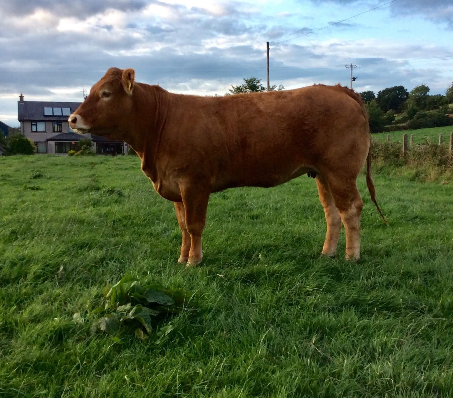 TRUEMAN HERD SECURE TOP PRICES AT LIMOUSIN FEMALE SALE AT HILLTOWN ...