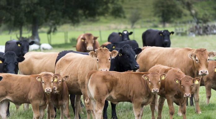 NI LIMOUSIN SUCKLED CALF SHOWS & SALES 2018