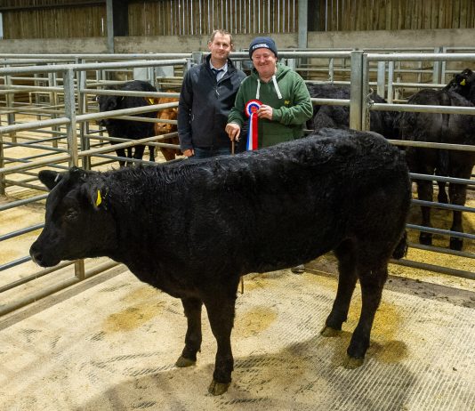 EXCEPTIONAL LIMOUSINS ON OFFER AT HEXHAM AS TRADE TOPS AT £1,385