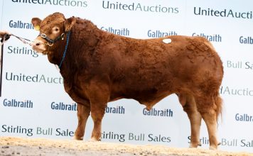 LIMOUSIN FOCUS ON STIRLING