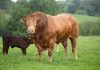 AHDB STRATEGIC FARMS LOOK TO IMPROVE COW PERFORMANCE WITH LIMOUSIN