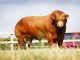 LIMOUSIN DRIVING PROFITABILITY AT STRATTONS FARMS
