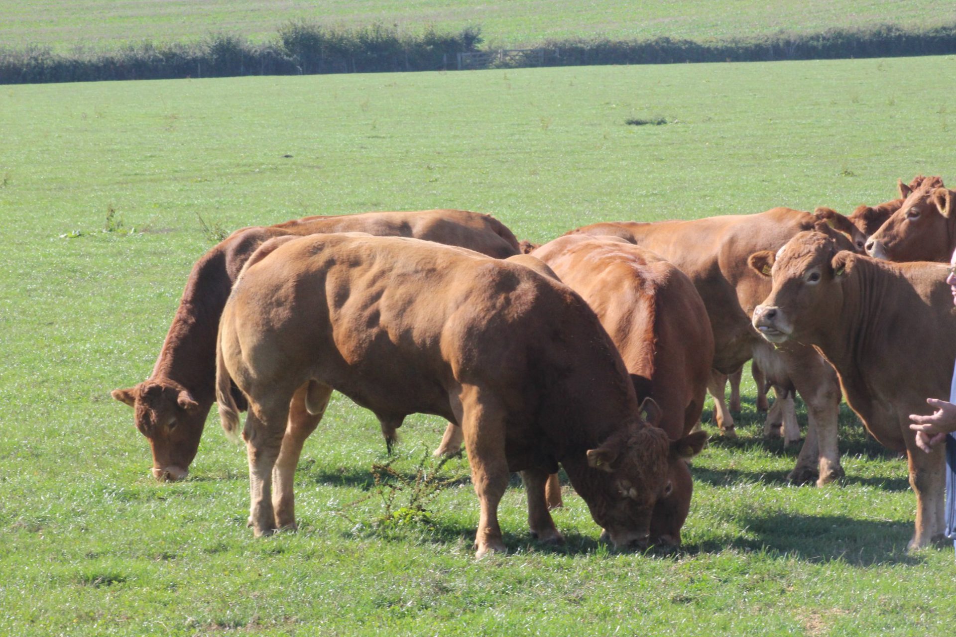 FANTASTIC FARM WALK AT KILLERTON LIMOUSINS | British Limousin Cattle ...