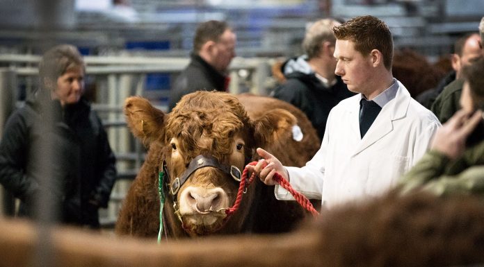 STIRLING BULL SALE FEBRUARY 2019 – OPEN FOR ENTRIES