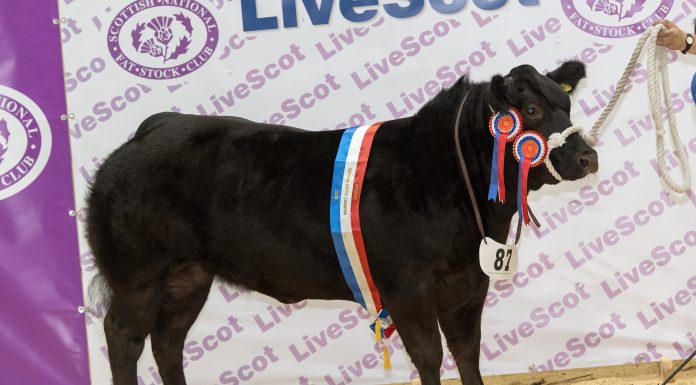 CLEAN SWEEP FOR LIMOUSINS AT 2018 LIVESCOT EVENT
