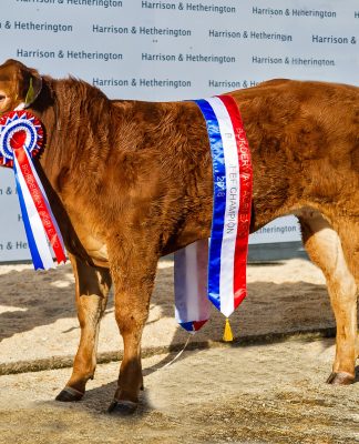 LIMOUSIN SIRED QUEEN BEE RULES TO TAKE THE BABY BEEF CHAMPIONSHIP AT AGRI EXPO 2018