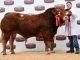STOP PRESS: 6200GNS BRAYDONSIDE NORMAN TOPS LIMOUSIN BULLS AT BRECON