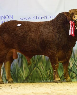 LIMOUSIN SALE AT DUNGANNON OFFERS SOUND ECONOMIC CHOICE – CATALOGUE AVAILABLE