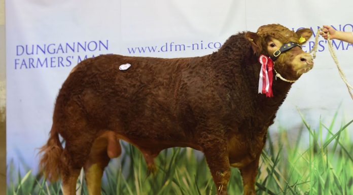 LIMOUSIN SALE AT DUNGANNON OFFERS SOUND ECONOMIC CHOICE – CATALOGUE AVAILABLE