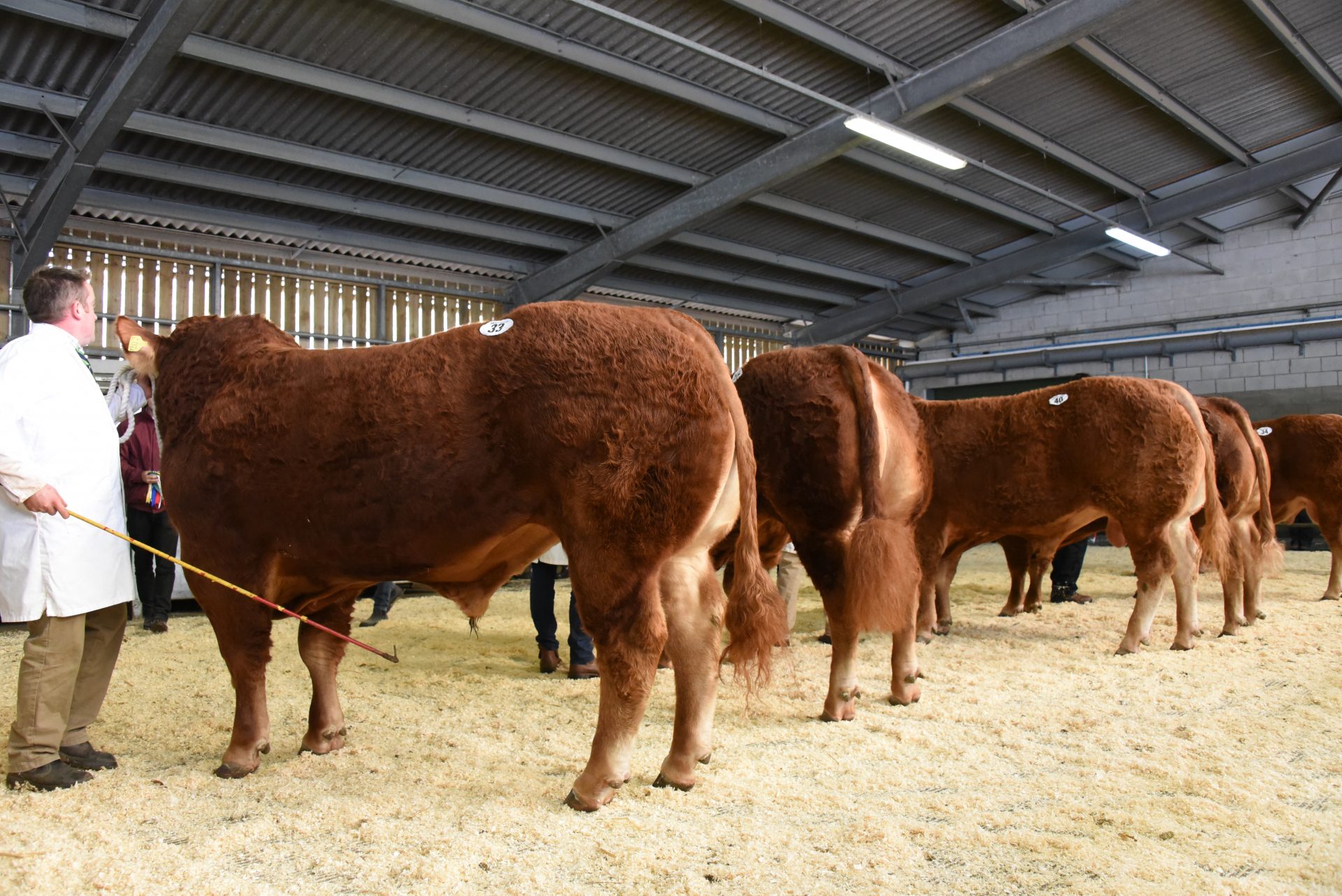 Gns Braydonside Norman Tops Limousin Bulls At Brecon British Limousin Cattle Society