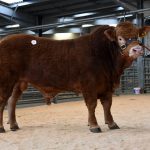 6000GNS GARNEDD NECTAR LEADS THE BOUYANT NORTH WEST MIDLANDS & NORTH WALES LIMOUSIN CLUB SALE AT WELSHPOOL