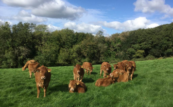 DISPERSAL OF THE GRONW LIMOUSIN HERD