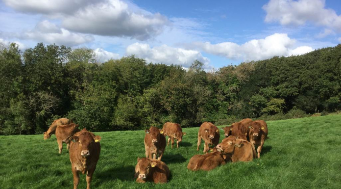DISPERSAL OF THE GRONW LIMOUSIN HERD