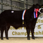 LIMOUSIN REIGN SUPREME AT ULSTER BEEF AND LAMB CHAMPIONSHIPS