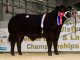 LIMOUSIN REIGN SUPREME AT ULSTER BEEF AND LAMB CHAMPIONSHIPS