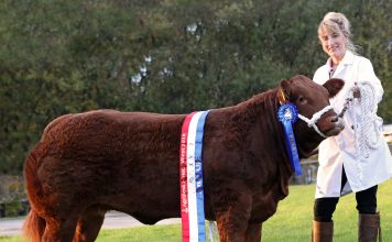 LIMOUSIN REIGN SUPREME AT AGRIFEST 2018