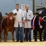 NORTHERN IRELAND CALF SPECTACULAR TO BE HELD AT SWATRAGH MART