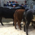 LIMOUSIN CALVES ON THE MONEY IN NORTHERN IRELAND