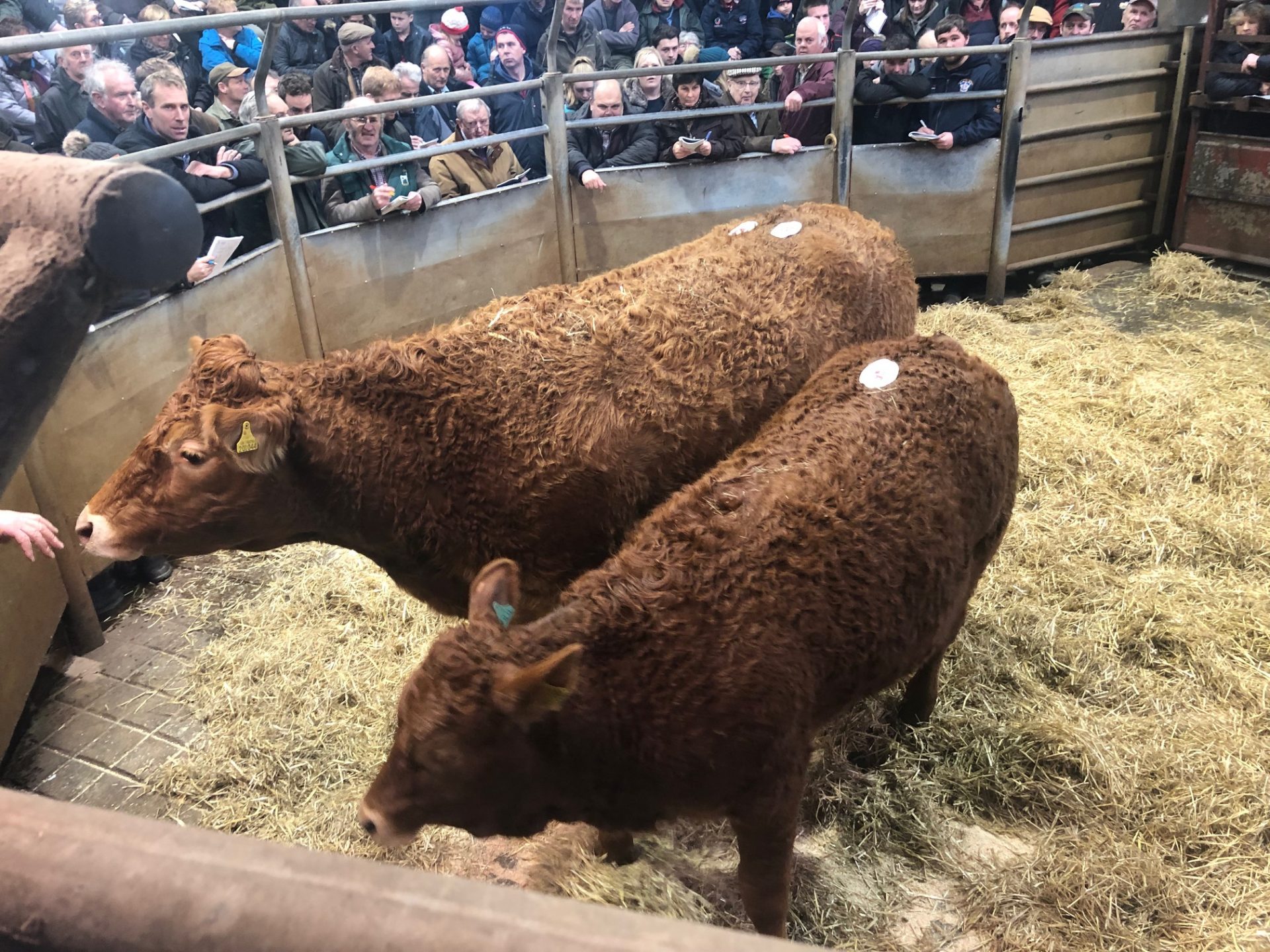 5000GNS GRONW LIBERTY TOPS THE GRONW HERD DISPERSAL SALE AT WHITLAND