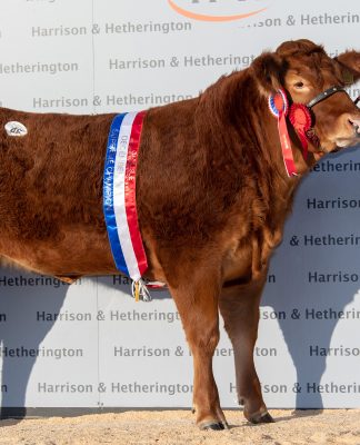 20,000GNS GRAHAMS NICKI LEADS LIMOUSIN RED LADIES SALE