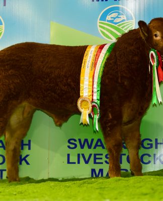 DRAPERHILL ORLANDO CHAMPION LIMOUSIN CALF IN NORTHERN IRELAND