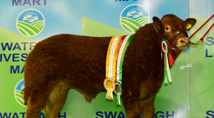 DRAPERHILL ORLANDO CHAMPION LIMOUSIN CALF IN NORTHERN IRELAND