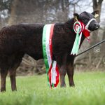 LIMOUSIN SIRED HEIFER TOPS RUTHIN SHOW POTENTIALS AT £6000