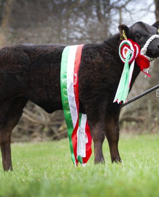 LIMOUSIN SIRED HEIFER TOPS RUTHIN SHOW POTENTIALS AT £6000