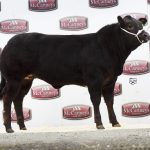 £8000 LEADS HOT DEMAND FOR LIMOUSIN CALVES AT BRECON SHOW POTENTIAL
