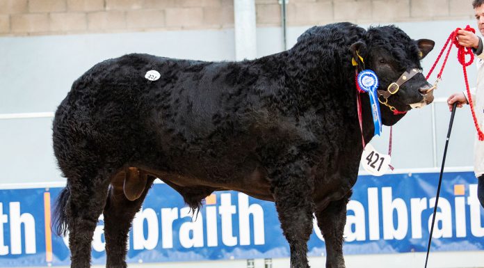 11,500GNS WESTHALL NORRIS LEADS SOLID STIRLING LIMOUSIN SALE