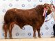 8000GNS KNOCK NELSON LEADS LIMOUSIN BULLS AT ABERDEEN