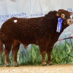 Pointhouse Nasa 3200gns lot38