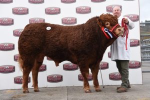 Killerton Nelson 4200gns Reserve Champion