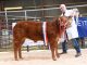 KITSON & SONS BUTCHERS PAY RECORD £9200 FOR LIMOUSIN SIRED SHOW ANIMAL