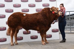 Uptonley Nobby 4,800gns