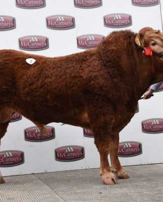 Uptonley Nobby 4,800gns