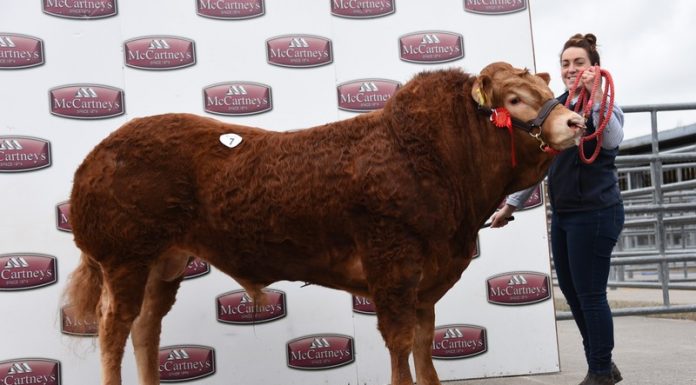 Uptonley Nobby 4,800gns